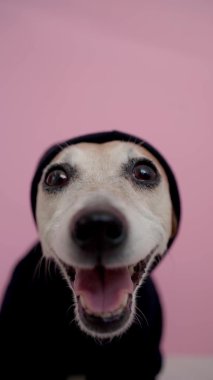 Siyah başlıklı köpek. Dikey video görüntüleri. Hayvan gangsteri, tecavüzcü, grafiti sanatçısı suratlı kamera. Pembe arka plan. Alt kültür hareketi konsepti. Kalın bir alan derinliği. Çerçeveyi sonunda bırakarak