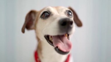 Köpek gözleri kapanır. Odaklanan alan derinliği sığ sadece gözler. Sevimli, gülümseyen bir köpek. Kameraya kırmızı eşarp takan modaya uygun Jack Russell Terrier. Havalı mutlu hayvan bakışı 