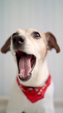 Kameraya dik dik bakan video köpeği suratı. Yalıyor, esniyor, şaşırmayı bekliyor. Sabırsız duygu. Evcil hayvan Jack Russell Terrier temalı görüntüler. Sığ derinlik alanı. Doğal gün ışığı. 
