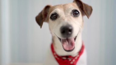 Meraklı köpeğin dikkatli akıllı gözleri seni takip etmek için bir ödül bekliyor. Saha görüntülerinin derinliği sığ. Jack Russell Terrier kırmızı eşarp takmış kameraya bakıyor. Sevimli hayvan teması