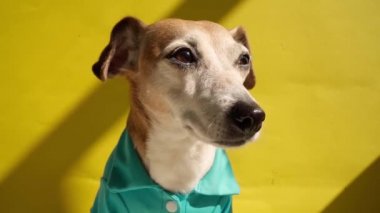 Mavi tişörtlü köpek güneşin tadını çıkarıyor. Çerçeveyi en sonunda bırakıyor. Büyük parlak bir burun. Parlak güneşe karşı inekler. Sevimli evcil hayvan görüntüleri. Güneşli günler. tatil renkleri. 
