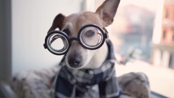 メガネを舐めてカメラを見てスマートオタクを混乱させます フィールドの浅い深さ チェッカーは居心地の良いホームシャツを着てた プログラマーの犬は家にいる ビデオ映像だ 愛らしい動物をテーマに — ストック動画