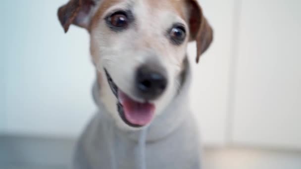 灰色のパーカーで幸せな笑顔の犬の肖像画 肯定的なビデオ映像 柔らかな自然光 笑顔を フィールドの浅い深さ ジャック ラッセル テリアのポジティブな感情 最終的に去る 閉じろ — ストック動画