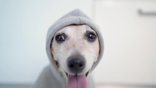 Perro Sonriente Seguro Satisfecho Capucha Gris Jack Russell Terrier Profundidad — Vídeo de stock