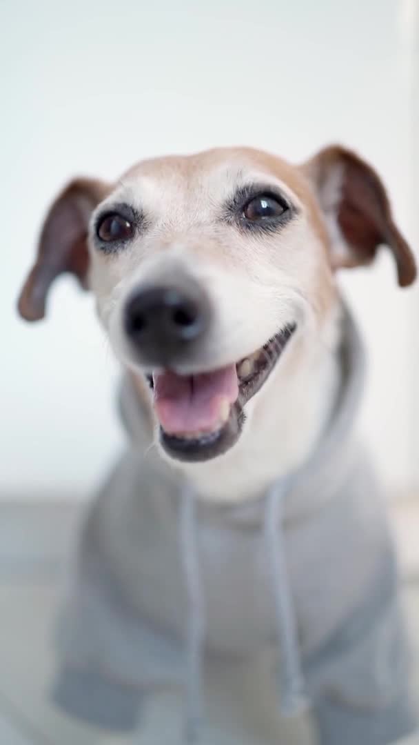 Gri Kapüşonlu Mutlu Köpek Portresi Dikey Video Görüntüleri Yumuşak Doğal — Stok video