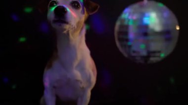 Disko partisinde kafayı disko topuna saklayan komik köpek Jack Russell Terrier. Gece kulübünde sıkılıyorum. Kameraya bakıyorum. Evcil hayvan suratı çok sevimli. Video görüntüleri. koyu arkaplan 