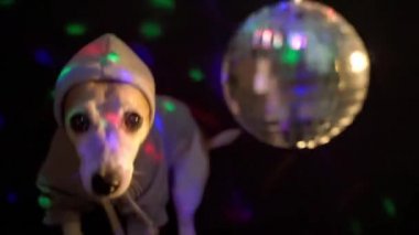 Rahat kapüşonlu havalı köpek, gece kulübünün ışıkları disko topunu çerçeveletmeye geliyor ve arkasında boş bir arka plan bırakıyor. Parti sona erdi. Kusursuz sonsuz döngülü video görüntüleri. Gece hayatı parti zor komik evcil hayvan teması