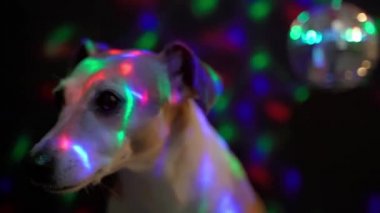 Parti gece kulübü köpeği yalama ve heyecan verici görünüyor. Atmosfer, karanlık arka plan, renkli ışıklar ve disko ayna küresi. Video görüntüleri komik hayvanlar teması Çılgın gece kulübü yavrusu tapılası gözler