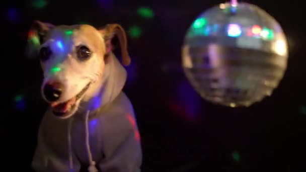 Disco Nachtleven Sfeer Donkere Achtergrond Gekleurde Lichten Bal Schattige Hond — Stockvideo