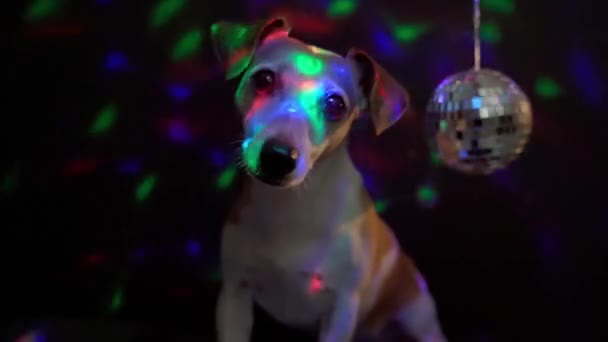 可爱的狗之夜迪斯科俱乐部密切关注好奇地看着 杰克罗素在外面玩得很开心 视频镜头夜间生活迪斯科舞会灯火气氛黑暗的背景 派对硬物 — 图库视频影像