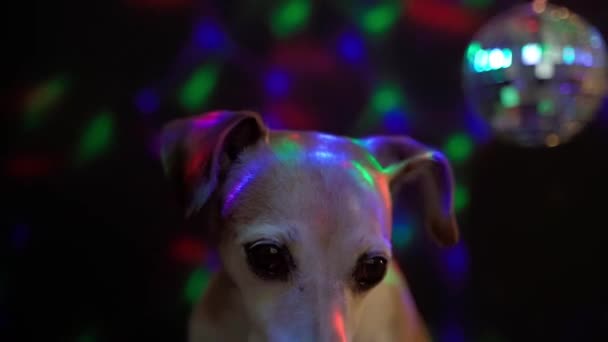 Großaufnahme Hund Jack Russell Terrier Gesicht Party Harte Atmosphäre Dunkler — Stockvideo