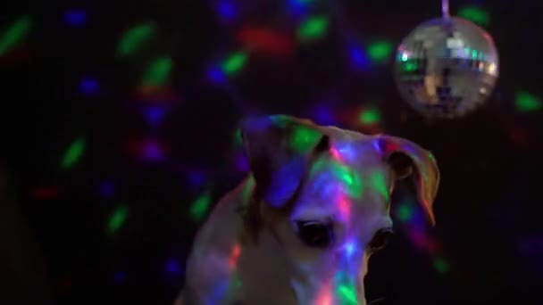 可爱的小狗之夜迪斯科俱乐部密切关注好奇地看着 杰克罗素在外面玩得很开心视频镜头 夜晚生活迪斯科舞厅的灯在黑暗的背景下闪烁着光芒 派对硬物 — 图库视频影像