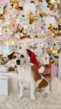 Kırmızı Noel Baba şapkalı şirin köpek süslü Noel ağacının yanında oturuyor. İlginç bir şekilde ağaca yaklaşıyor. Şık bir ev dekorasyonu. Mutlu yıllar! Dikey makara video görüntüleri