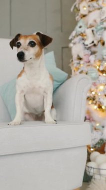 Aktif şirin köpek Jack Russell teriyeri süslü Noel ağacının yanındaki sandalyede oturuyor. Zeki bakışlar. Kutlamaya hazırım. Şık bir ev dekorasyonu. Mutlu yıllar! Dikey makara video görüntüleri