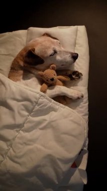 Beyaz yatakta battaniyenin altında uyuyan köpek gözleri kucaklaşan ayı oyuncağı. Karanlık oda siyah arka planı. Yüksek Kontrast görüntüsü. Dikey 9: 16 video kaydı. Yukarıdan üst görünüm