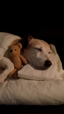 Köpek gözleri kapalı beyaz yatakta uyurken battaniyeye sarılıp küçük oyuncakları kucaklıyor. Karanlık oda. Yüksek Kontrast görüntüsü. Dikey 9: 16 video kaydı. İyi geceler tatlı rüyalar.
