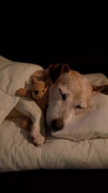 Beyaz yatakta battaniyenin altında uyuyan yaşlı köpek sarılan ayı oyuncağı. Karanlık oda siyah arka planı. Yüksek Kontrast görüntüsü. Dikey olarak 9: 16 video görüntüsü dinleniyor. Yaşlı köpek gözlerini kapadı.