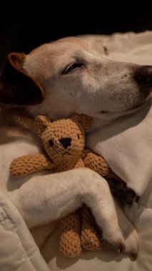 Beyaz yatakta battaniyenin altında uyuyan köpek gözleri kucaklaşan ayı oyuncağı. Karanlık oda siyah arka planı. Yüksek Kontrast görüntüsü. Dikey 9: 16 video kaydı. İyi geceler tatlı rüyalar.