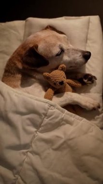 Beyaz yatakta uyuyan köpek gözleri ve battaniyeyle sarılan arkadaş oyuncağı. Karanlık oda. Yüksek Kontrast görüntüsü. Dikey 9: 16 video kaydı. Yukarıdan yukarıdan iyi geceler tatlı rüyalar