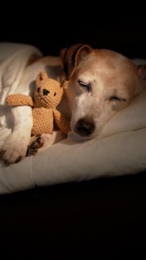 Beyaz yatakta uyuyan köpek battaniyenin altında küçük ayı oyuncağına sarılıyor. Karanlık oda siyah arka planı. Yüksek Kontrast görüntüsü. Dikey olarak 9: 16 video görüntüsü dinleniyor. Yaşlı köpek gözlerini kapadı.