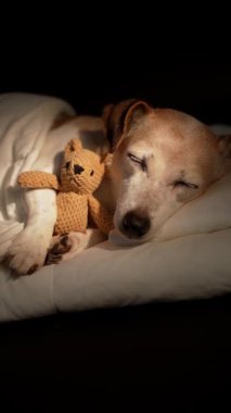 Beyaz yatakta battaniyenin altında uyuyan sevimli köpek kucaklaşan ayı oyuncağı. Karanlık oda siyah arka planı. Yüksek Kontrast görüntüsü. Dikey olarak 9: 16 video görüntüsü dinleniyor. Yaşlı köpek gözlerini kapadı.