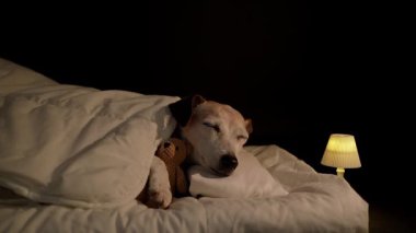 Büyük köpek, gözleri beyaz yatakta battaniyenin altında küçük ayı oyuncağına sarılarak uyuyor. Karanlık oda siyah arka planı. Yüksek Kontrast görüntüsü. Video içeriği. gece lambası