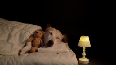Gözlerin beyaz yatakta battaniyenin altında uyuyan uyuyan küçük ayı oyuncağına sarılan son sınıf köpeği. Karanlık oda siyah arka planı. Yüksek Kontrast görüntüsü. Video görüntüleri. Büyük köpek dinleniyor. 