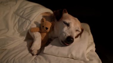 Beyaz yatakta uyuyan yaşlı bir köpek battaniyenin altında küçük ayı oyuncağına sarılıyor. Karanlık oda siyah arka planı. Yüksek Kontrast görüntüsü. Video görüntüleri. Yaşlı köpek gözlerini kapadı.