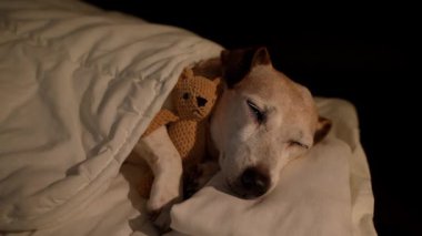 Gözlerin beyaz yatakta battaniyenin altında uyuyan uyuyan küçük ayı oyuncağına sarılan son sınıf köpeği. Karanlık oda siyah arka planı. Yüksek Kontrast görüntüsü. Video görüntüleri. Büyük köpek dinleniyor. 