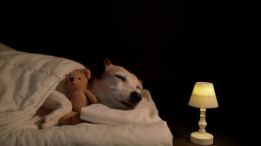 Beyaz yatakta battaniyenin altında uyuyan sevimli köpek küçük ayı oyuncağına sarılıyor. Karanlık oda siyah arka planı. Yüksek Kontrast görüntüsü. Rahatlatıcı video görüntüleri. Yaşlı köpek gözlerini kapadı.