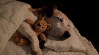 Beyaz yatakta battaniyenin altında uyuyan, küçük ayı oyuncağına sarılan tatlı bir köpek. Karanlık oda siyah arka planı. Yüksek Kontrast görüntüsü. Video görüntüleri. Yaşlı köpek gözlerini kapadı.