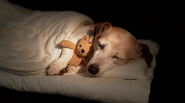 Büyük köpek, gözleri beyaz yatakta battaniyenin altında küçük ayı oyuncağına sarılarak uyuyor. Karanlık oda siyah arka planı. Yüksek Kontrast görüntüsü. video içeriği görüntüleri. 