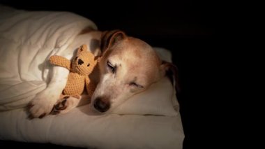 Güzel yaşlı köpek, gözleri beyaz yatakta battaniyenin altında küçük ayı oyuncağına sarılarak uyuyor. Karanlık oda siyah arka planı. Yüksek Kontrast görüntüsü. Video görüntüleri. Sağ çerçevedeki boşluğu kopyala