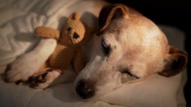Gece köpeğinde uyumak battaniyenin altında beyaz yatakta uyumak küçük ayı oyuncaklarına sarılmak. Karanlık oda siyah arka planı. Yüksek Kontrast görüntüsü. Rahatlatıcı video görüntüleri. Yaşlı köpek gözlerini kapadı.