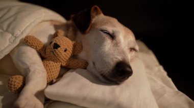 Gece köpeğinde uyuyan, beyaz yatakta battaniyenin altında uyuyan, küçük ayı oyuncaklarına sarılan sevimli bir kız. Karanlık oda siyah arka planı. Yüksek Kontrast görüntüsü. Video görüntüleri. Yaşlı köpek gözlerini kapadı.
