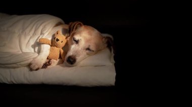Güzel yaşlı köpek, gözleri beyaz yatakta battaniyenin altında küçük ayı oyuncağına sarılarak uyuyor. Karanlık oda siyah arka planı. Yüksek Kontrast görüntüsü. Video görüntüleri. Boşluğu kopyala