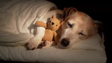 Güzel yaşlı köpek, gözleri beyaz yatakta battaniyenin altında küçük ayı oyuncağına sarılarak uyuyor. Karanlık oda siyah arka planı. Yüksek Kontrast görüntüsü. Video görüntüleri. Büyük köpek dinleniyor. 