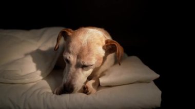 Dog Jack Russell terrier is lying in white bed and licking its paws. Dark background, night self cleaning. Video footage contrast light