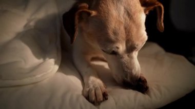 Senior Dog Jack Russell terrier is lying in white bed and licking its paws. Dark background, night self cleaning. Video footage contrast light