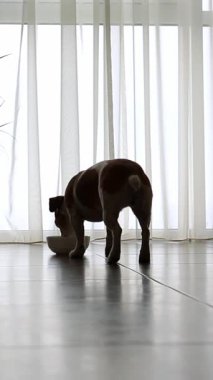 Genç köpek Jack Russell terrier bir kase yiyeceğe yaklaşır ve yer. Perdeli büyük bir pencereye karşı arka ışıklandırma. Hayvanın koyu bir silueti. dikey video görüntüleri 9: 16