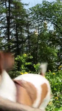 Excited dog barking asking fetch stick. Active running dancing dog fetching a toy in green nature location outdoors with flowers and grass. Playing fast silly pet Jack Russell terrier wide wide happy 