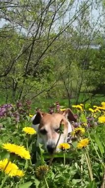 Happy smiling dog resting in green grass yellow flowers dandelions after active playing open mouth tongue out. Summer time outdoors countryside. Vertical video footage reel 9:16