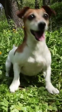 Active running dancing dog fetching a toy in green nature location outdoors with flowers and grass. Playing fast silly pet Jack Russell terrier wide wide happy smile. Vertical video footage 9:16