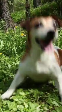 Adorable running dancing dog fetching a toy in green nature location outdoors with flowers and grass. Playing fast silly pet Jack Russell terrier wide wide happy smile. Vertical video footage 9:16