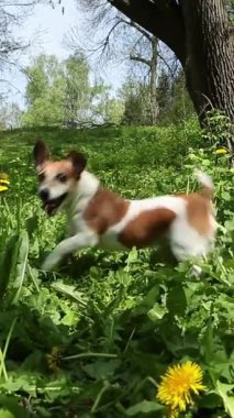 Heyecanlı, aktif köpek dili dans ederek yeşil çimlerin üzerinde zıplayıp oyuncak almak için bekliyor. Mutlu genç Jack Russell Terrier dışarıda, yaz parkında oyuncak kovalarken. Dikey video görüntüleri 9: 16
