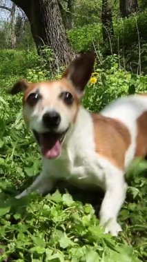 Happy crazy running dancing dog fetching a toy in green nature location outdoors with flowers and grass. Playing pet Jack Russell terrier wide wide happy smile. Vertical video footage 9:16