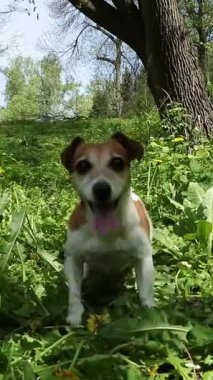 Yeşil çimlerin üzerinde zıplayan sevimli, aktif köpek dansı. Disk oyuncağını almak için bekliyor. Mutlu genç Jack Russell Terrier dışarıda, yaz parkında oyuncak kovalarken. Dikey video görüntüleri 9: 16