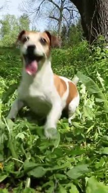 Aktif çılgın köpek yeşil çimlerin üzerinde zıplayarak disk oyuncağını almak için bekliyor. Mutlu genç Jack Russell terrier dışarıda, yaz parkında oynuyor. Dikey video görüntüleri 9: 16
