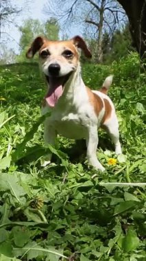 Cute small dog stands excitedly in front of a camera in nature, wagging its tail, waiting for a toy fetch. Wide happy smile.  park walk with pet play time vertical video 9:16 reel size