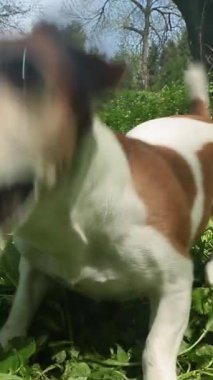 Adorable dog stands excitedly, runs, and jumps among the grass and dandelions. Happy play time outside in the forest park. nature walk play time vertical video 9:16 reel size